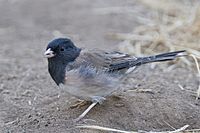 Oregon Junco - El Chorro Regional Park, San Luis Obispo Co., California