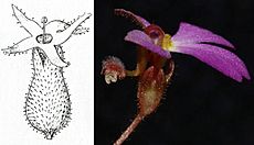 Oreostylidium and S turbinatum