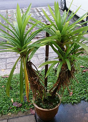 Pandan Leaf (Pandanus amaryllifolius) 1.jpg