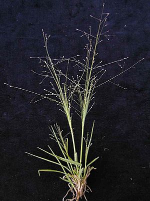 Panicum effusum plant9 (8243439394).jpg