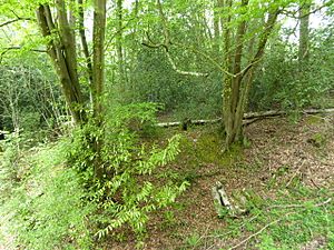 Perry Copse Outcrops (2).jpg