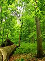 Primeval forest Havešová