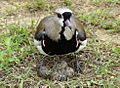 Quero-Quero.Southern Lapwing.Teru-Teru.Vanellus Chilensis