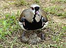 Quero-Quero.Southern Lapwing.Teru-Teru.Vanellus Chilensis