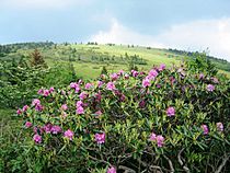 Roan Rhodies