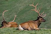 Rocky-mountain-elk