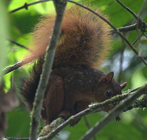 Sciurus pyrrhinus-JMM-Pozuzo-20.06.2015.jpg