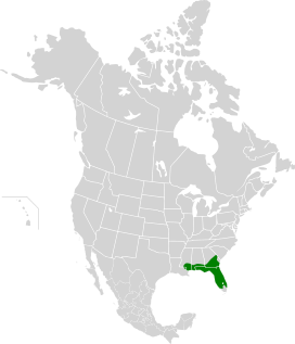 Southeastern Conifer Forests map.svg