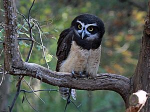 Spectacled Owl RWD3