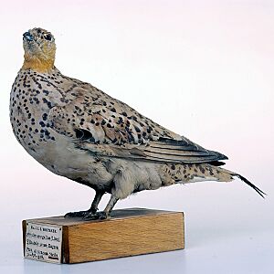 Spotted Sandgrouse