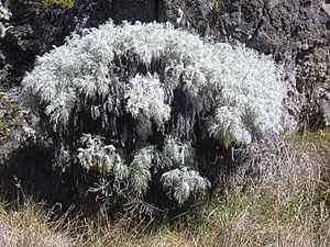 Starr 031001-2122 Artemisia mauiensis