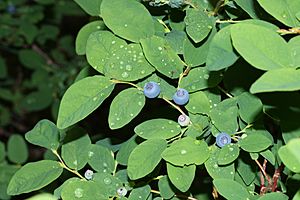 Vaccinium ovalifolium 9618.JPG