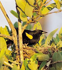 Yellow-shouldered Blackbird