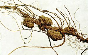 Agrobacteriumgall