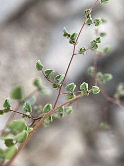 Argyrochosma microphylla leaf underside