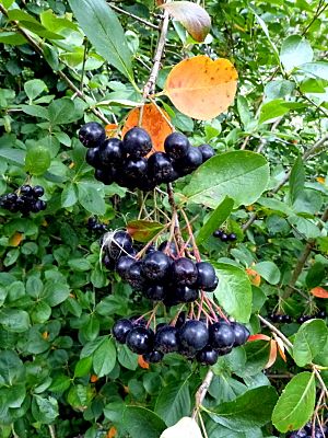 Aronia melanocarpa cv Rubina P1020524.JPG