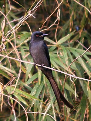 Ashy drongo bird front view