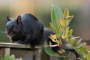 Black Squirrel (37835336246)