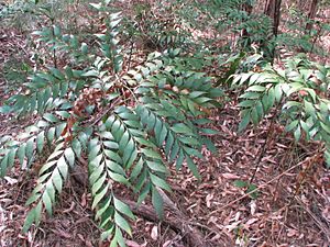 Bowenia Lake Tinaroo 1