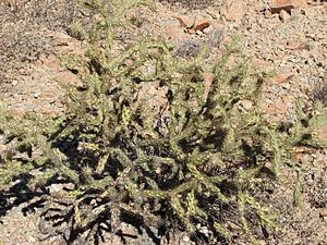 Buckhorn Cholla dry