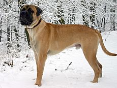 Bullmastiff Junghund 1 Jahr