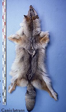 Canis latrans (Kanada) fur skin