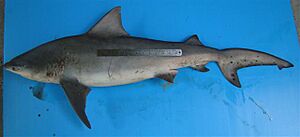 Carcharhinus amboinensis ranong.jpg