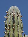 Cardon in flower