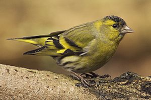 Carduelis spinus male