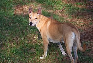 Carolina dog 3-13-13