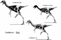 Caudipteryx