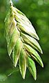 Chasmanthium latifolium-spikelet