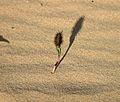 Cocklebur Seedling West Texas 2003