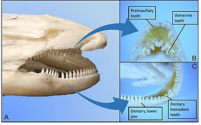 Composite photo of mudpuppy mouth