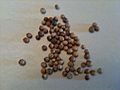 Coriander Seed