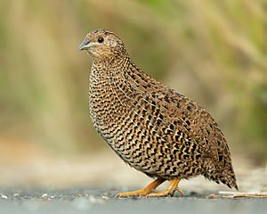 Coturnix ypsilophora - Sydney Olympic Park.jpg