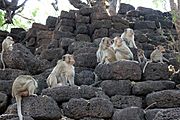 Crab-eating macaques San Phra Kan Lop Buri