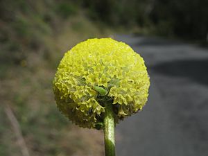 Craspedia variabilis flowerhead8 (15061357453).jpg