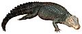 Dwarf Caiman white background