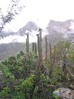 Echinopsis-pachanoi-peru