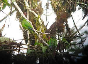 El Oro Parakeet.jpg