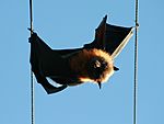 Electrocuted Flying Fox