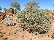 Eremophila platycalyx platycalyx (habit)