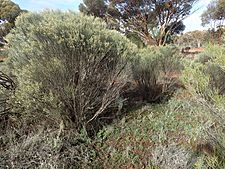 Eremophila scoparia (habit)