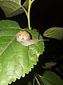 Escargot sur une feuille