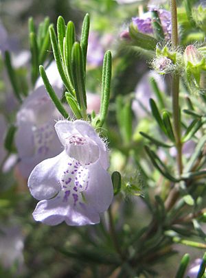 False Rosemary.jpg