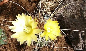 Ferocactus hamatacanthus sinuatus HabitusFlowers Bln0906a