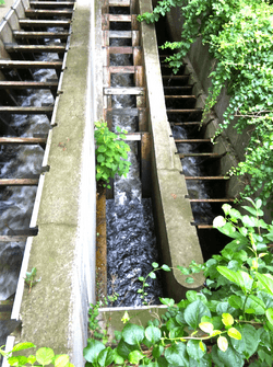 Fish ladder Weymouth Back River July 2012