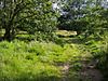 Footpath on Wimbledon Common - geograph.org.uk - 879675.jpg