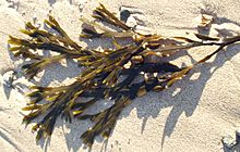 Fucus vesiculosus Wales